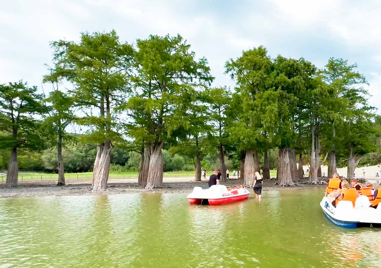 болотные кипарисы